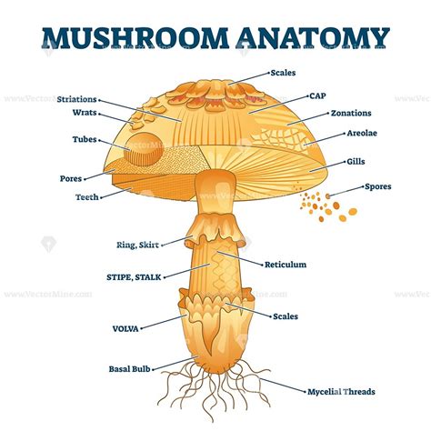 fungi diagram 